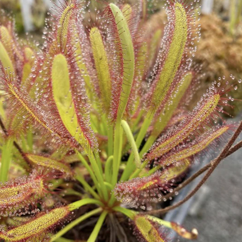 DROSERA SUNDEW 2"