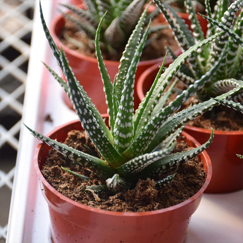 HAWORTHIA 2"