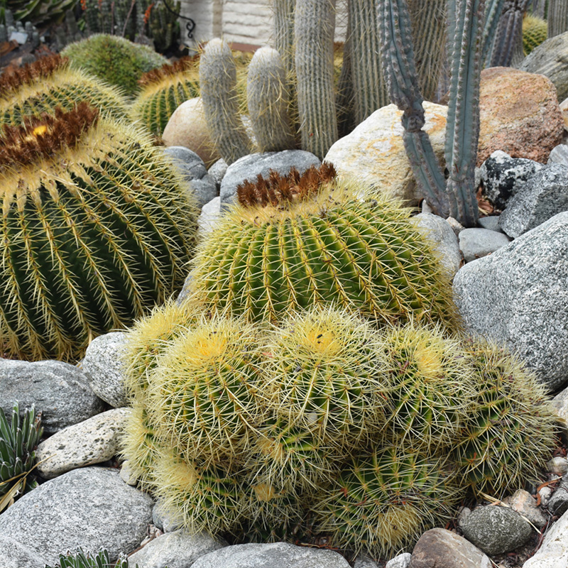 CACTUS GOLDEN BARREL 6"
