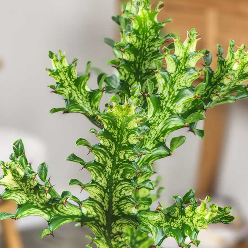 CACTUS MINT CREAM 2"