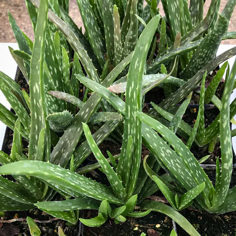 ALOE 2.5"