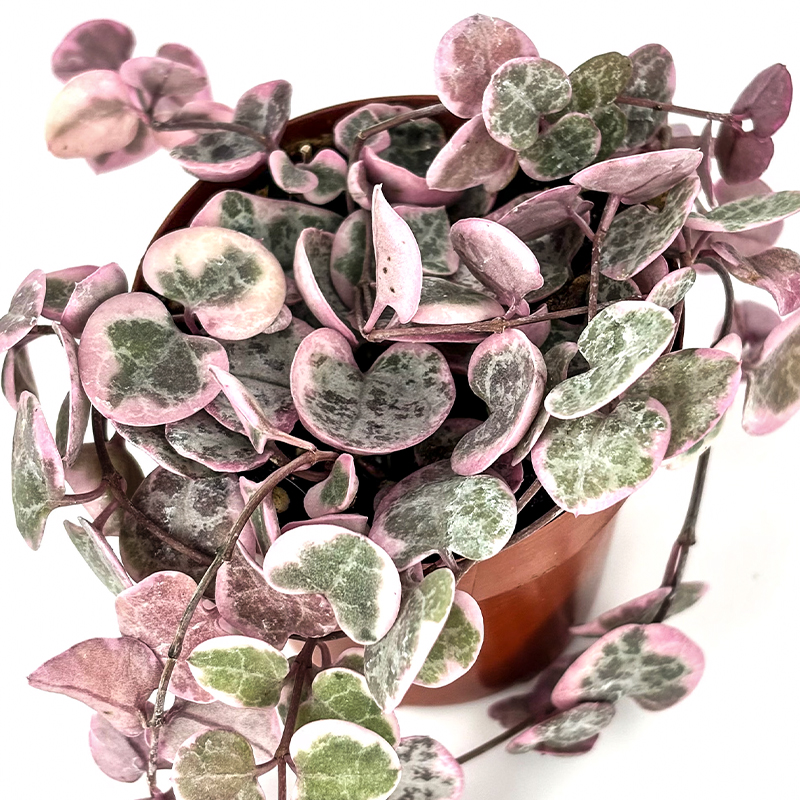 STRING OF HEARTS VARIEGATED 2"