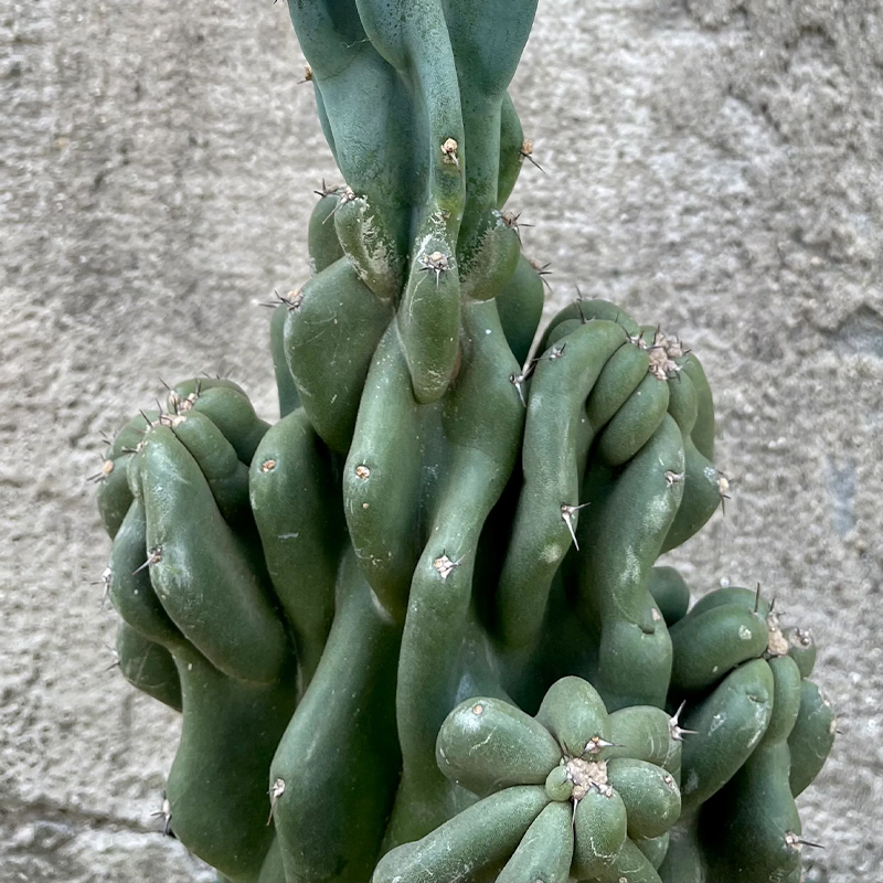 CEREUS MONSTROSUS 8"
