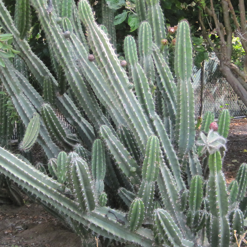 CEREUS PERUVIANUS 10"