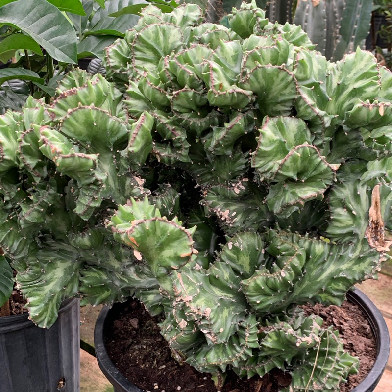 EUPHORBIA 'BRAIN' 8"