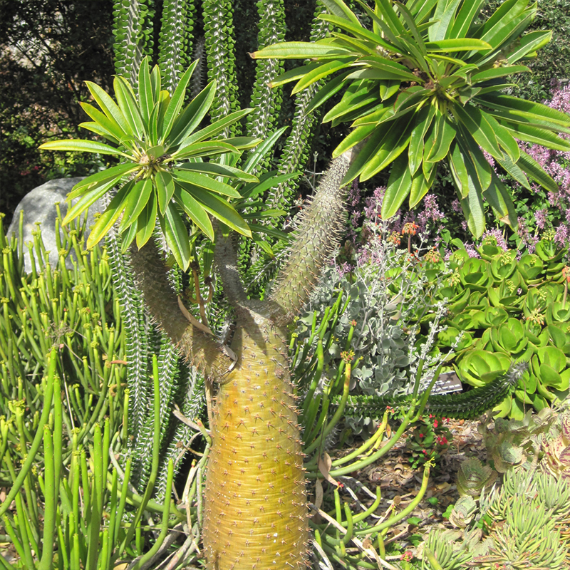 CACTUS MADAGASCAR PALM 4"