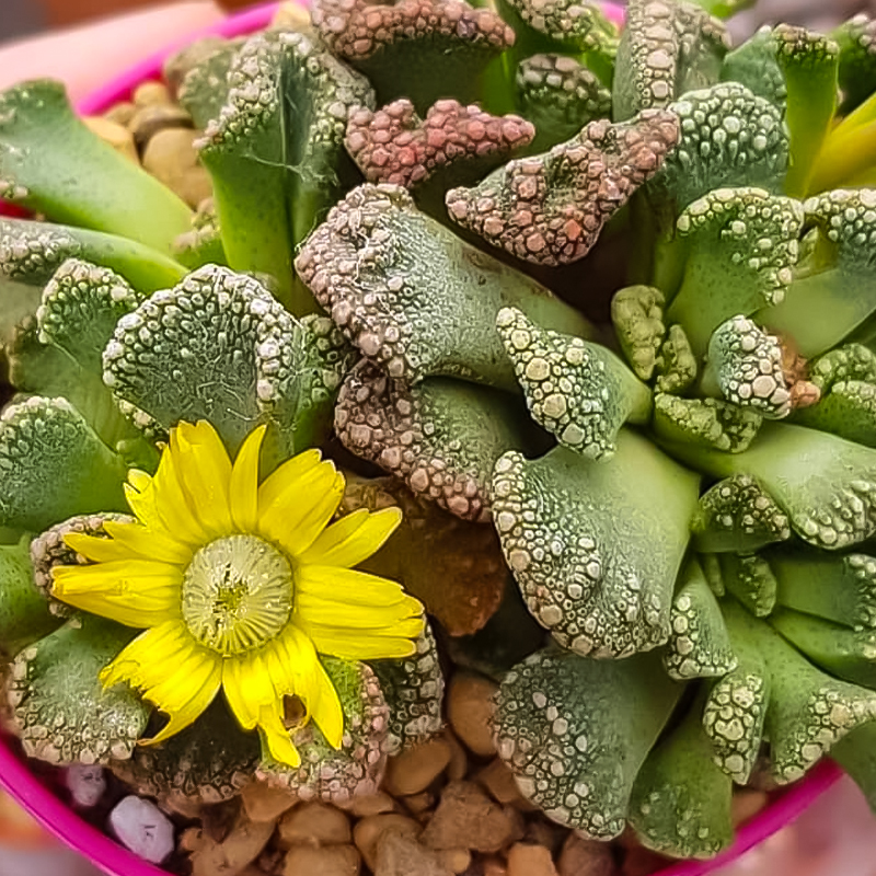 CACTUS TITANOPSIS 3"
