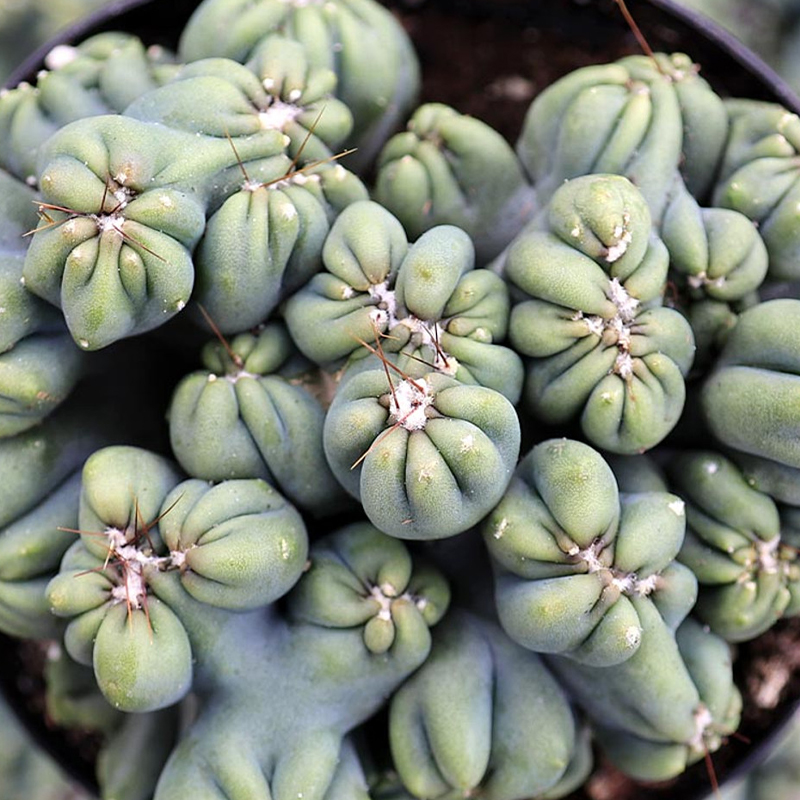 CACTUS MONSTROSE 10"