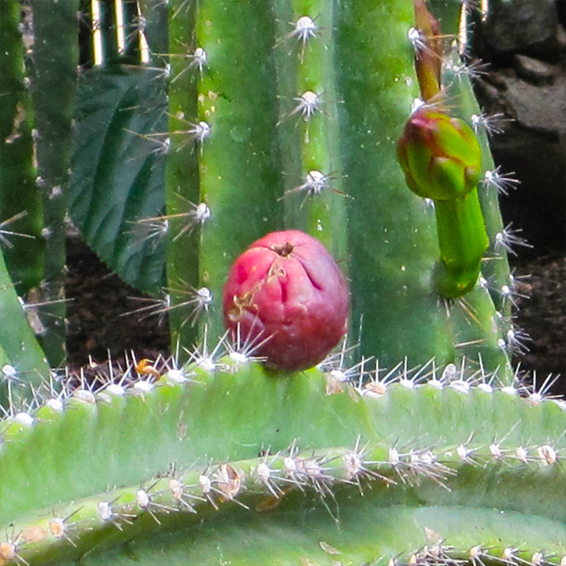 CACTUS PERUVIANUS 10"