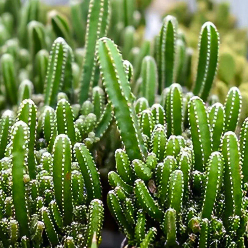 CACTUS FAIRY CASTLE 2"