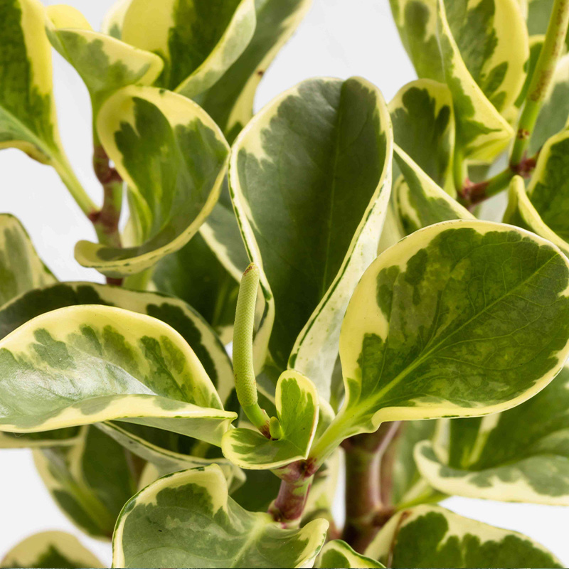 PEPEROMIA OBTIPAN BICOLOR 6"