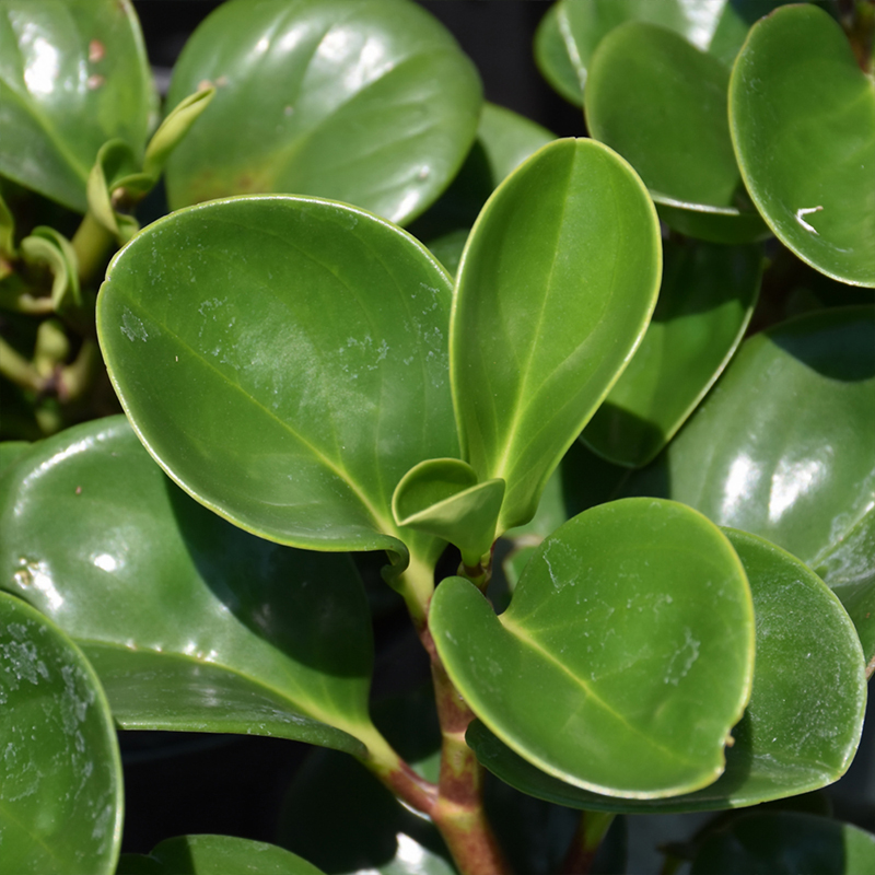 PEPEROMIA MIX 2"