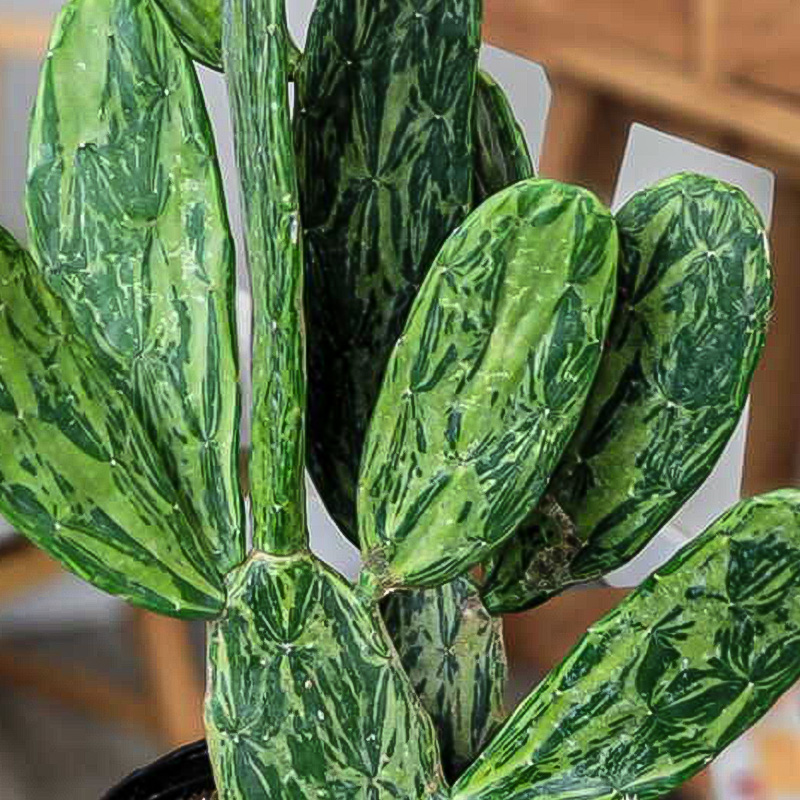 CACTUS OPTUNTIA VARIEGATEED 14"