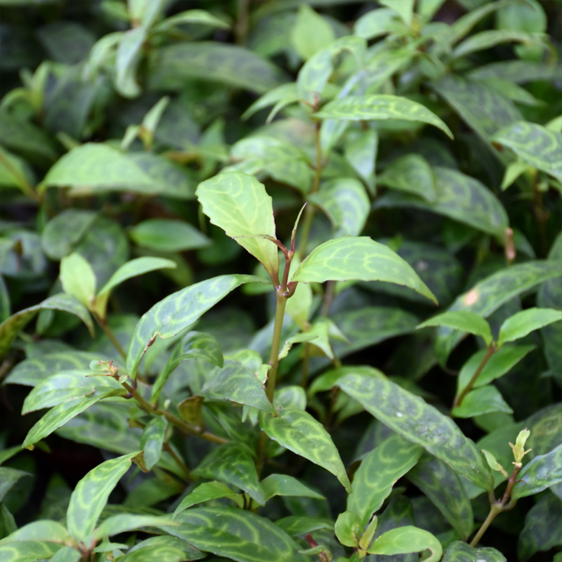 ZEBRA BASKET VINE 2"