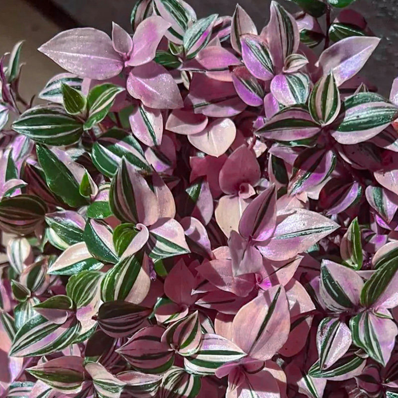 TRADESCANTIA TRICOLOR 4.5"