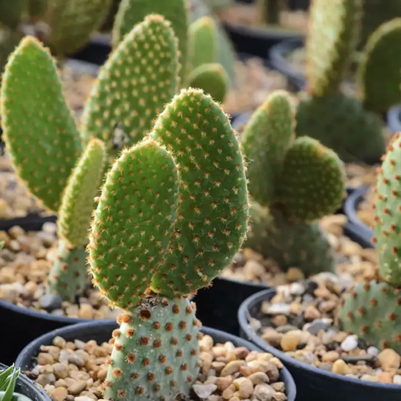 CACTUS OPUNTIA 2"