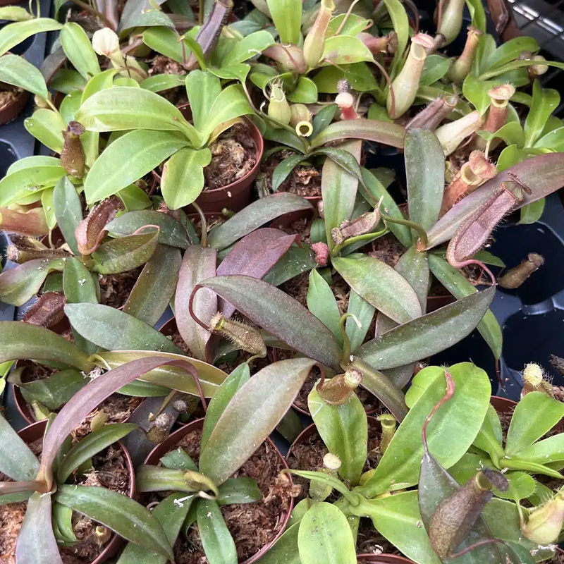 NEPENTHES MIX 2"