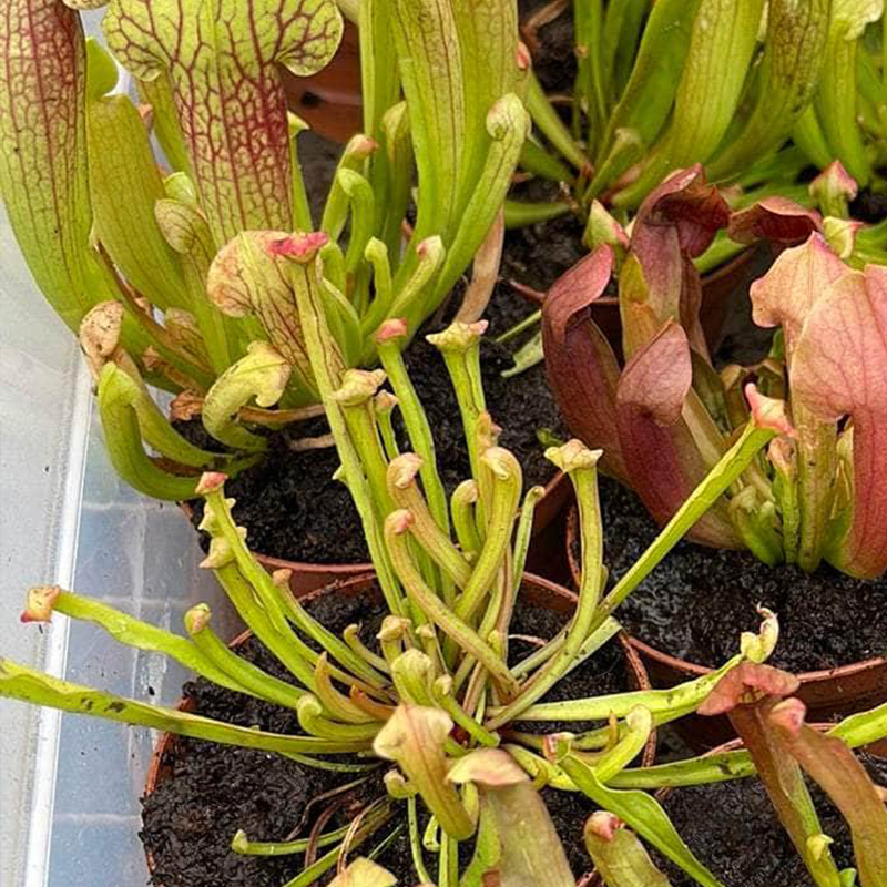 SARRACENIA MIX 3"