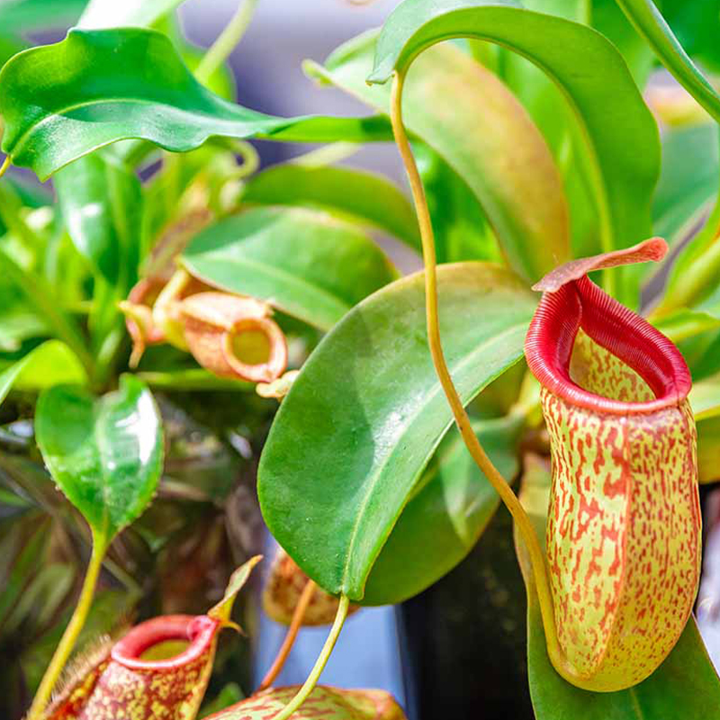 NEPENTHES TROPIC PITCHER KILLER