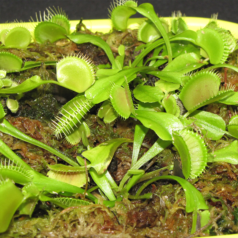 VENUS FLY TRAP 2"