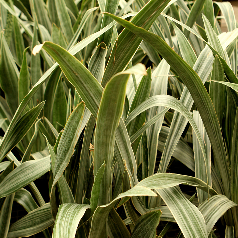 SANSEVIERIA SAYURI 10"