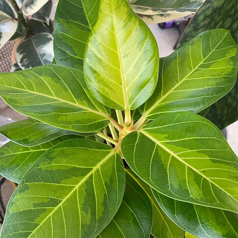 FICUS ALTISSIMA GOLDEN GEM 14"
