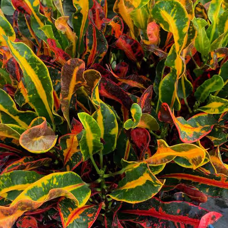 CROTON MAMEY 10"