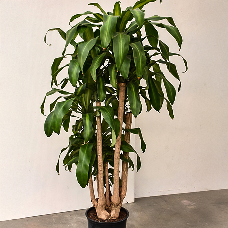 DRACAENA MASS CANE 4-3-2 12"