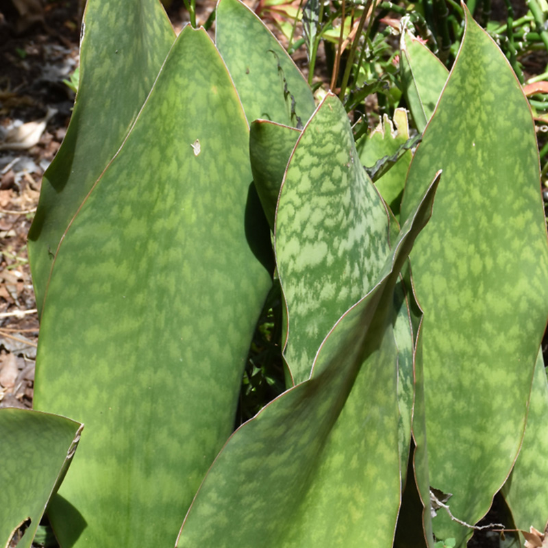 SANSEVIERIA WHALE FIN 10"