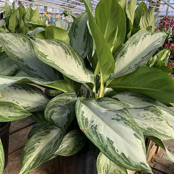 DRACAENA MARGINATA CHARAC 17"