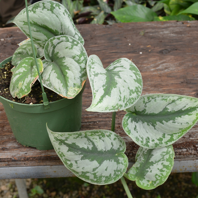 SCINDAPSUS PICTUS EXOTICA 4"