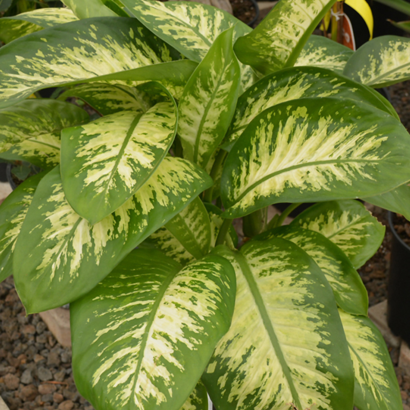 DIEFFENBACHIA ASST. 4"