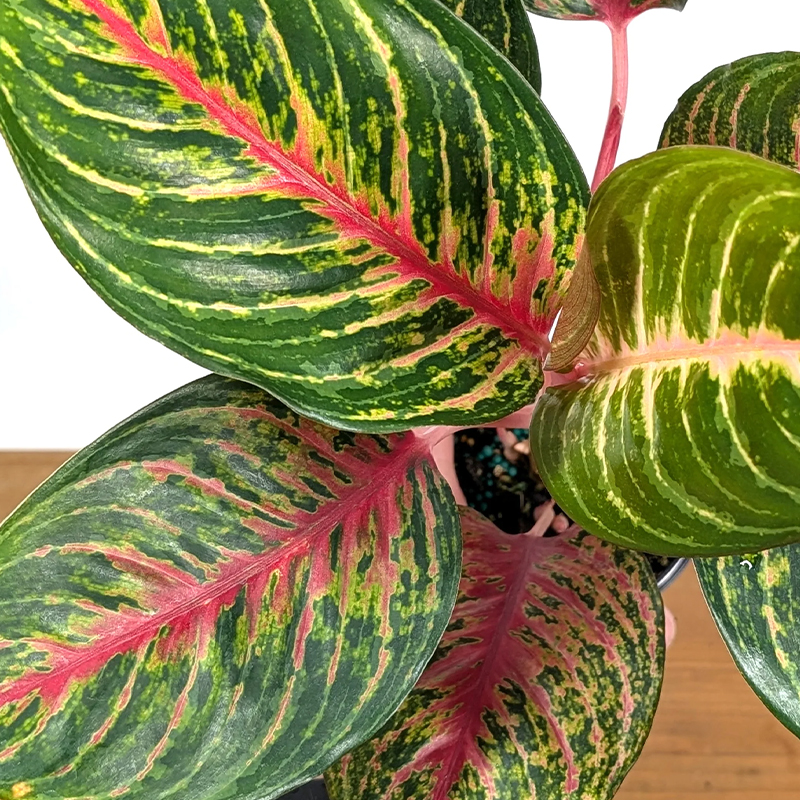 AGLAONEMA BLACK DRAGON 4"