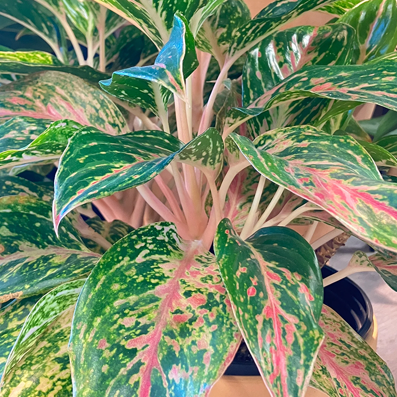 AGLAONEMA PINK BUTTERFLY 4"