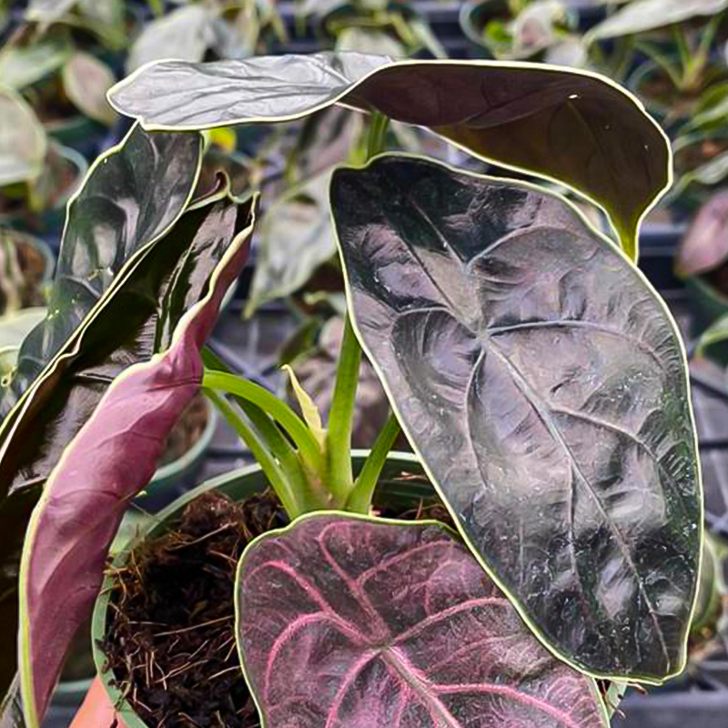 ALOCASIA AZLANII 4"