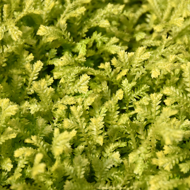 FERN GOLDEN MOSS 6"