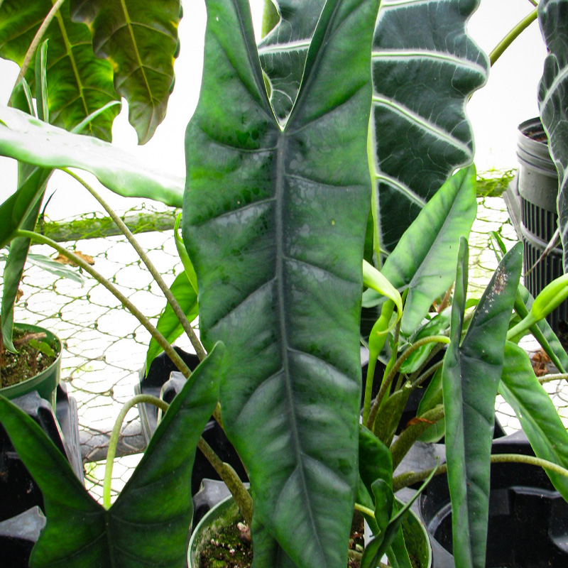 ALOCASIA DRAGON BREATH 4"