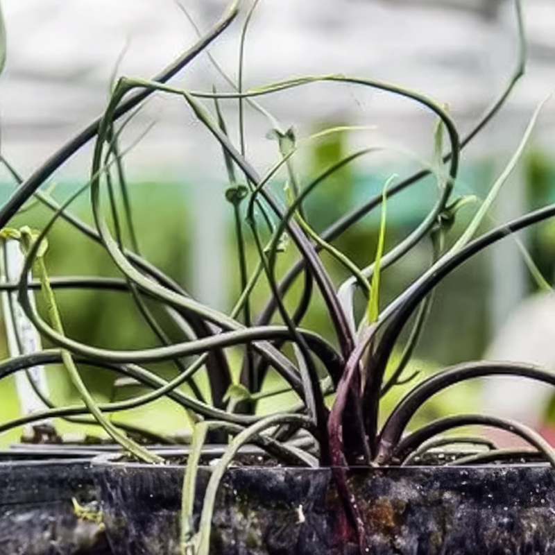 ALOCASIA FLYING SQUID 3.5"