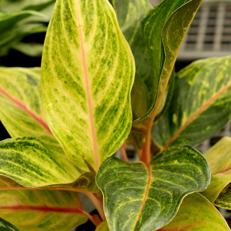 AGLAONEMA GOLDEN FUORITE 8"