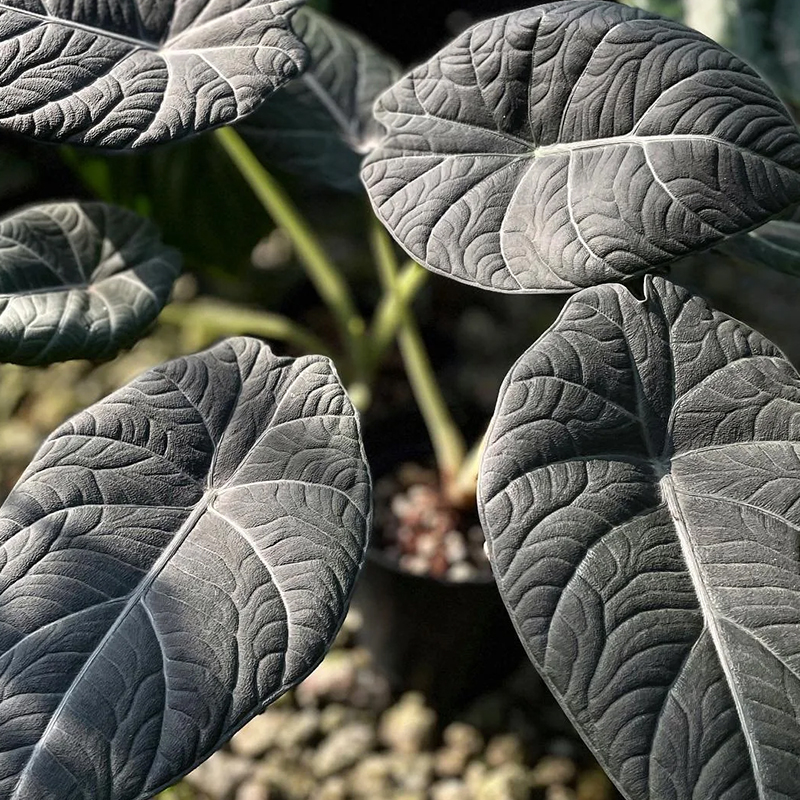 ALOCASIA MAHARANI 4"