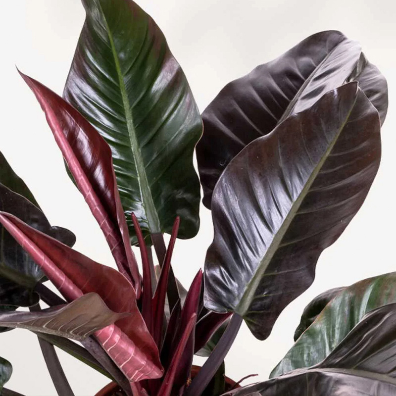 PHILODENDRON IMPERIAL RED 8"