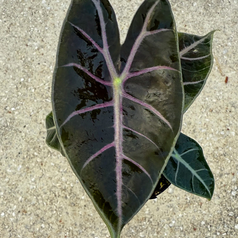 ALOCASIA LONGILOBA PURPLE VEIN 8
