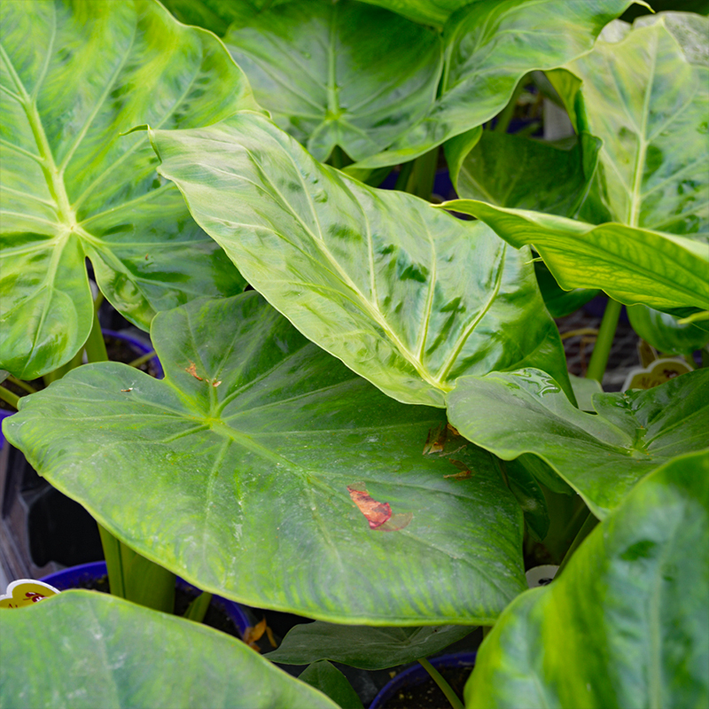 ALOCASIA CALIDORA 10"