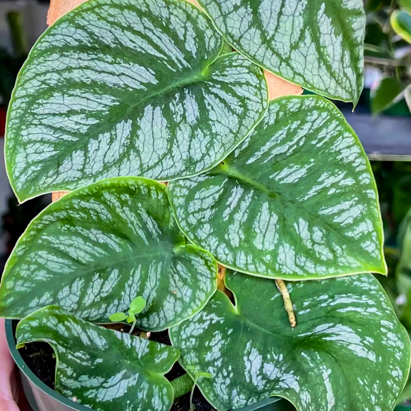 MONSTERA 'DUBIA' 4"