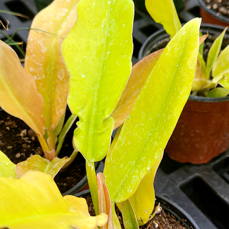 PHILODENDRON GOLDEN CROCODILE 6"