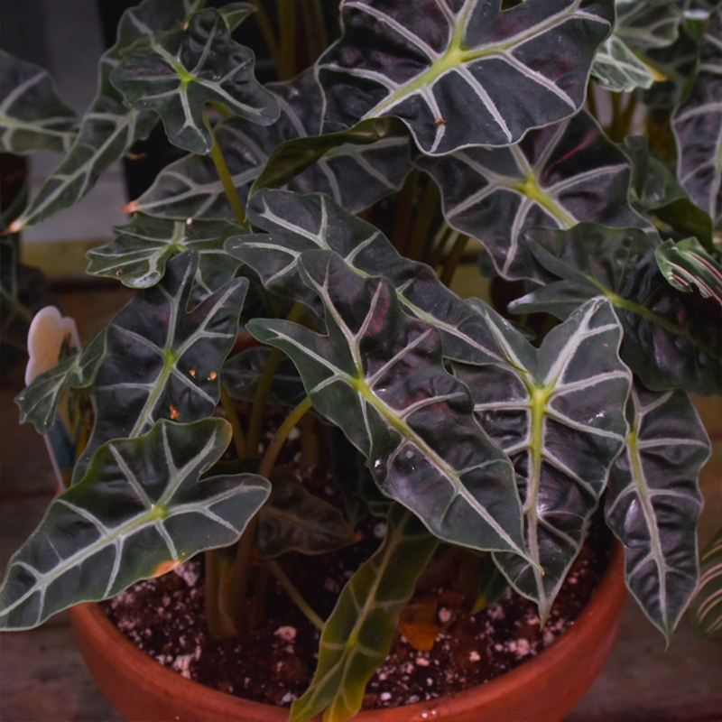ALOCASIA AMAZONICA 6"