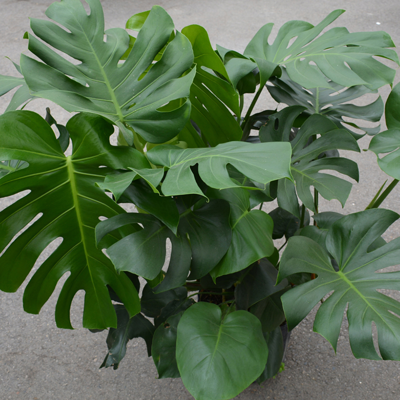 MONSTERA DELICIOSA 8"