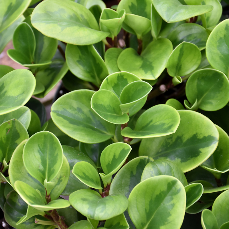 PEPEROMIA LEMON LIME 4.5"