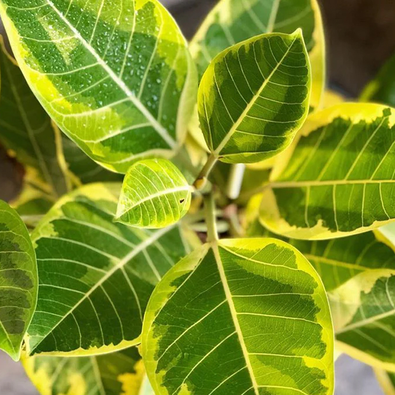 FICUS ALTISSIMA YELLOW GEM 10"