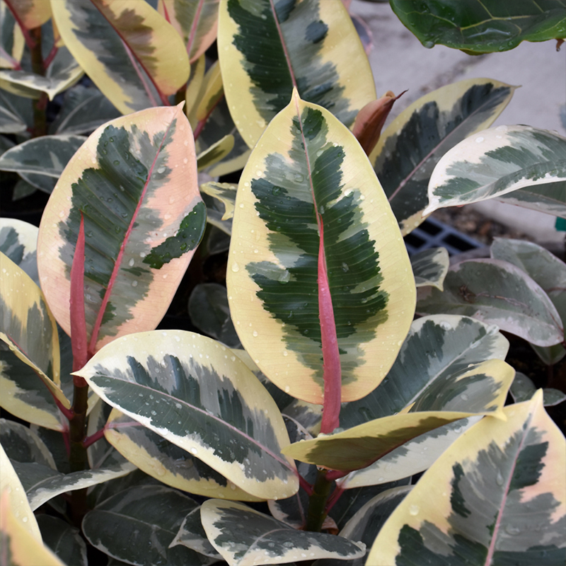 FICUS ELASTICA TINEKE STD 12"